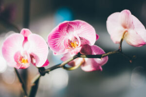orchideen-pexels